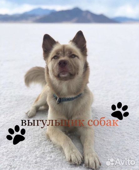 Выгульщик собак