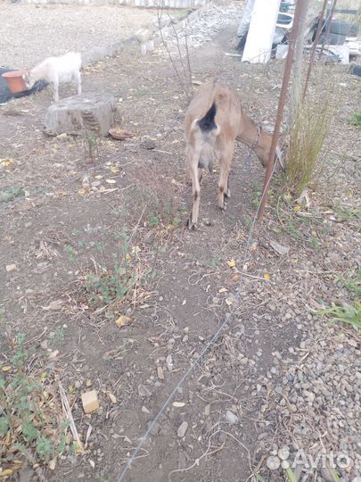 Коза Нубийская