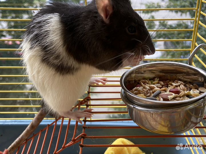 Декоративная крыса дамбо