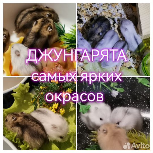 Джунгарский хомяк