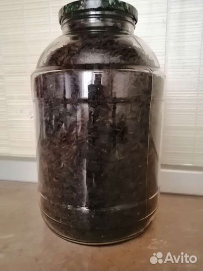 Иван чай (кипрей)