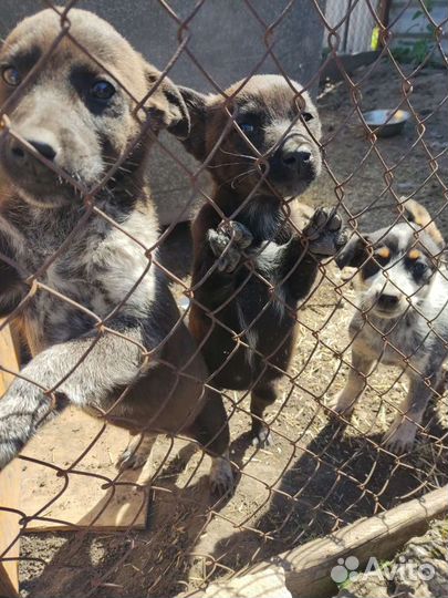 Собака в добрые руки отдам бесплатно