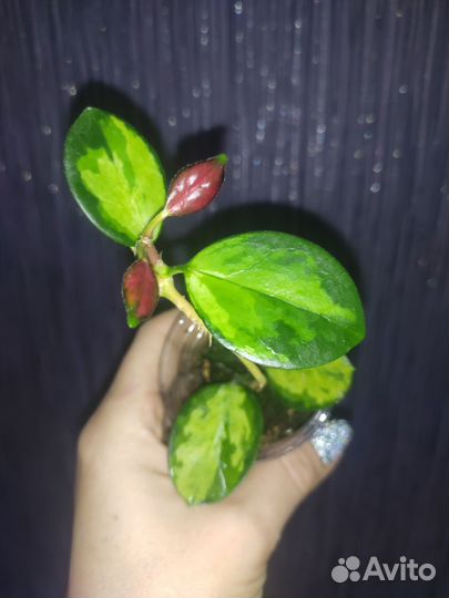 Хойя Аустралис Лиза