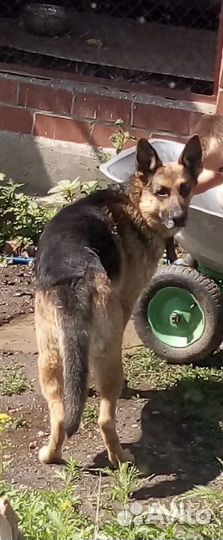 Щенки кавказской овчарки иркутская область