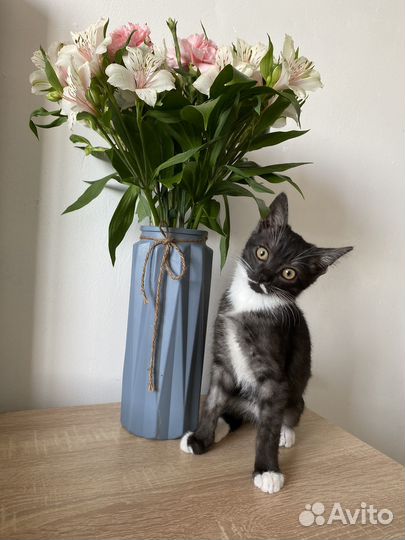 Котята-мальчики 3 месяца
