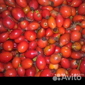 Саженцы малины - купить в Рязанской области