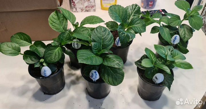 Гортензия Ерли блю