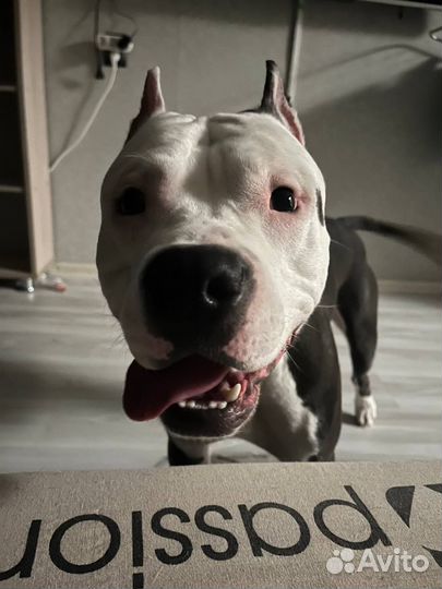 Амстафф вязка