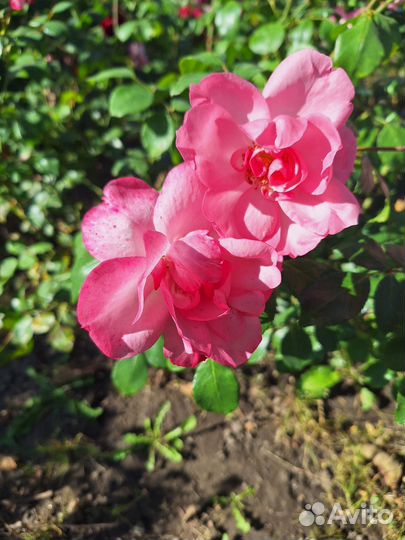 Саженцы роз