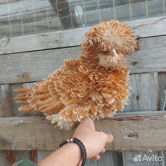 Петухи породы падуан