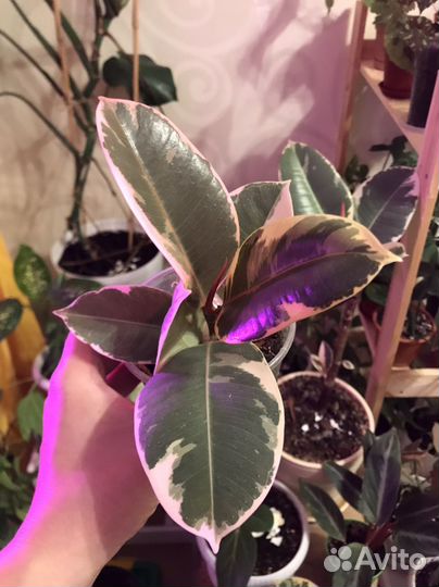 Монстера Перу обмен