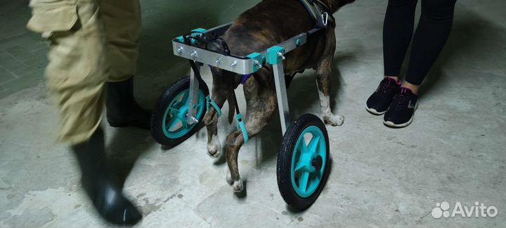 Инвалидная коляска, протез, для собак и кошек