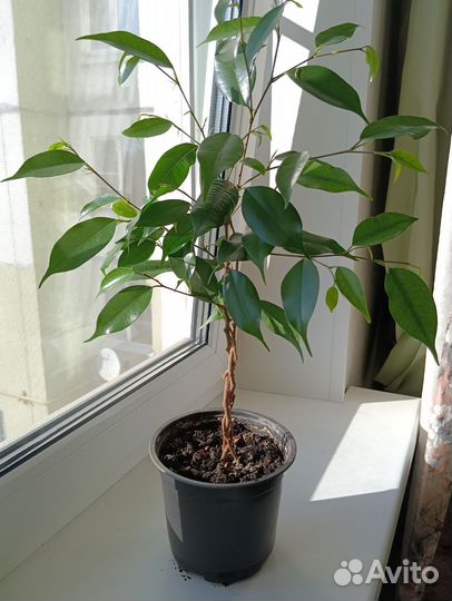 Фикус бенджамина