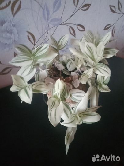 Комнатные цветы