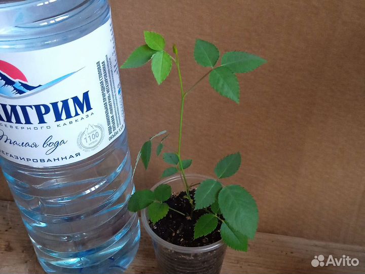 Роза бенгальская