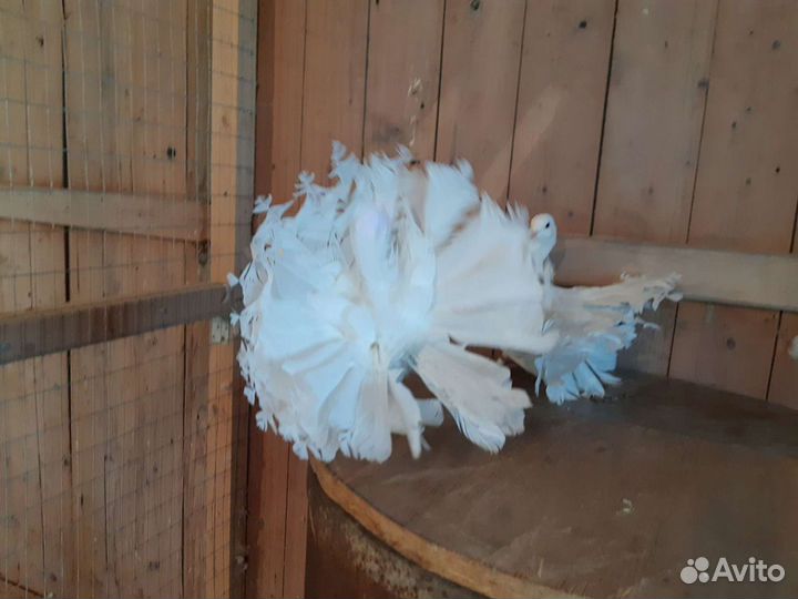 Голуби павлины, белые