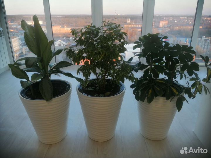 Много цветов