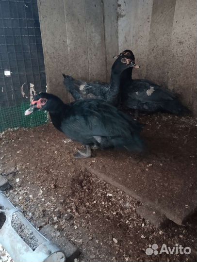 Мускусный селезень