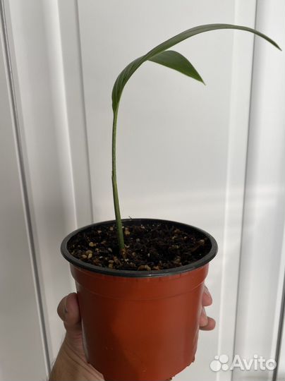 Рождественская пальма(адонидия мерилли)