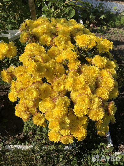 Хризантемы