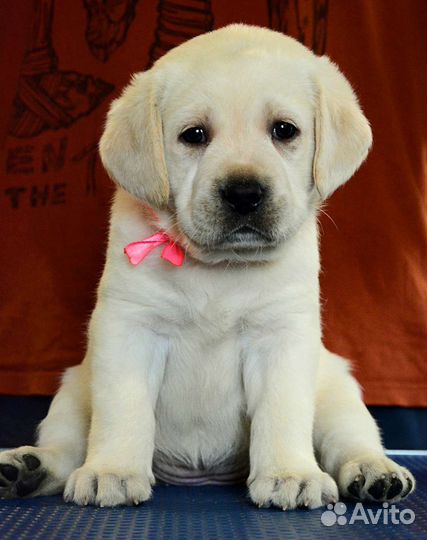 Щенки лабрадора