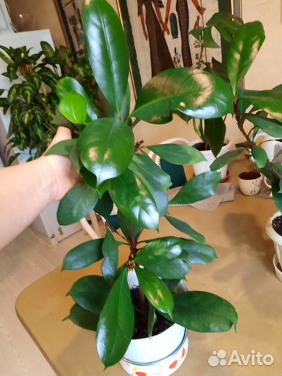 Продаю цветы фикус