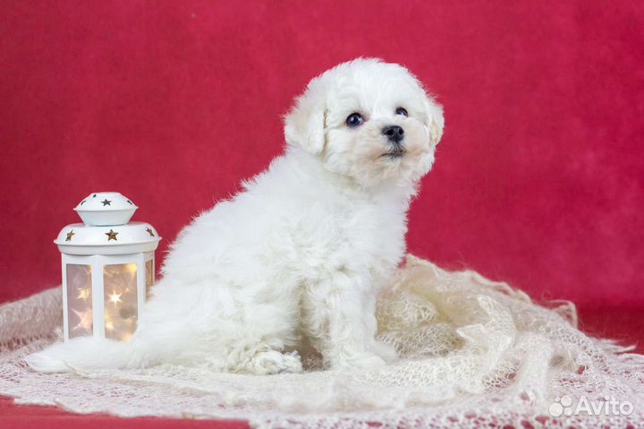 Щенки Бишон фризе идеальная белая шерсть