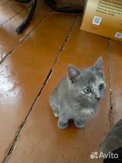 Котенок мальчик серый
