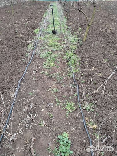 Саженцы винограда