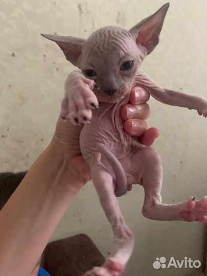 Котята сфинкс браш