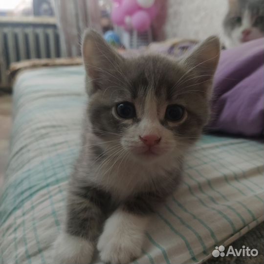 Отдам котят в хорошие руки