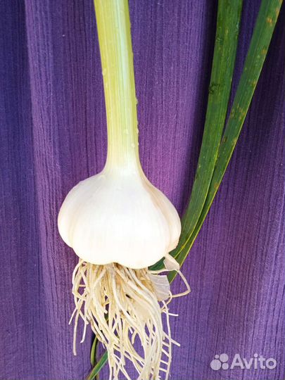 Молодой чеснок