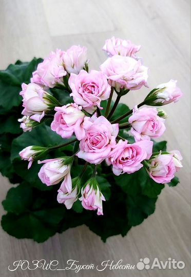 Пеларгония герань сортовая