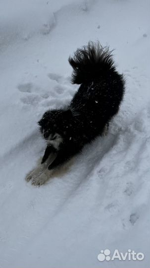 Собака кобель