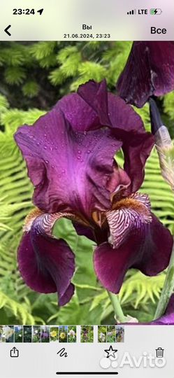 Ирис бородатый