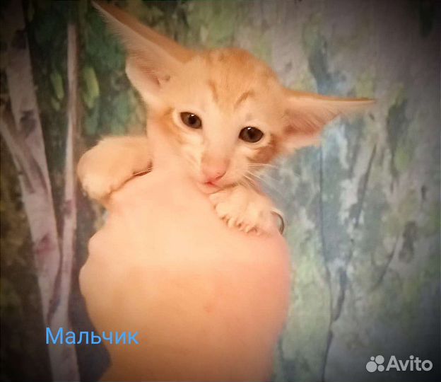 Ориентальная