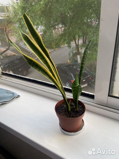 Сансевиерия