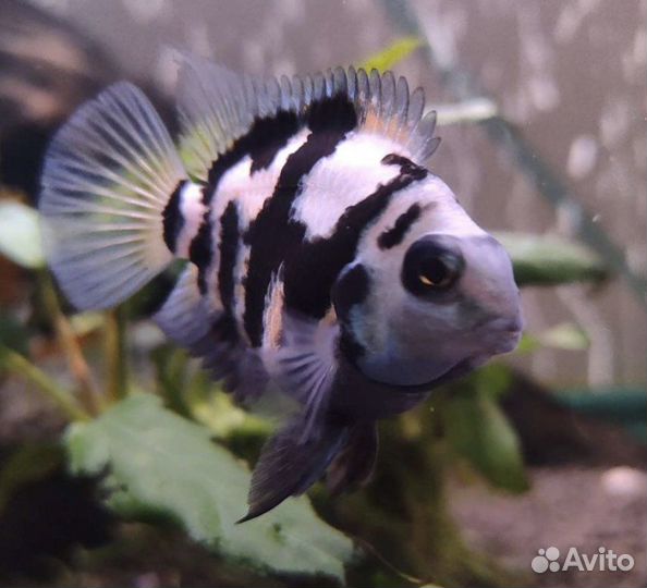 Аквариумное, мальки попугая, грот, растения