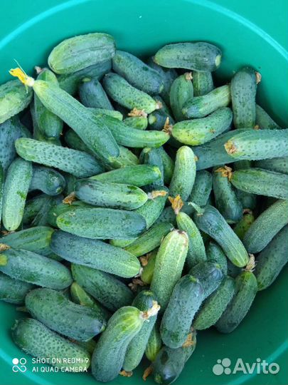 Огурцы свежие домашние только с грядки 8л
