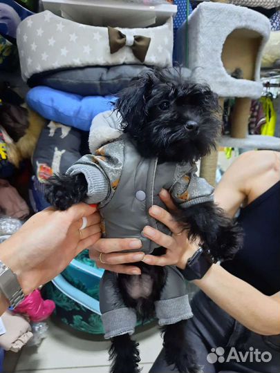 Комбез для собаки и шлейка