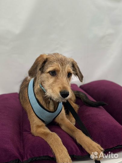 Щенок мальчик