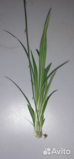 Хлорофитум (отростки)