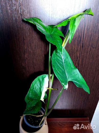 Сингониум филодендрон сциндапсус монстера