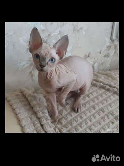 Канадский сфинкс