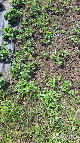 Земклуника купчиха