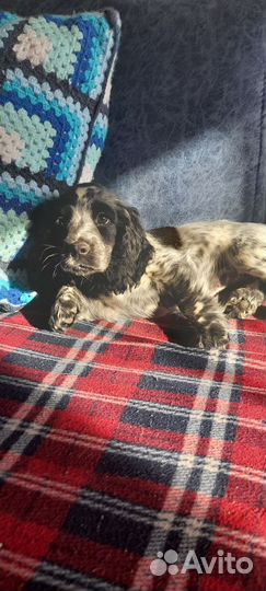 Англиский кокер спаниель