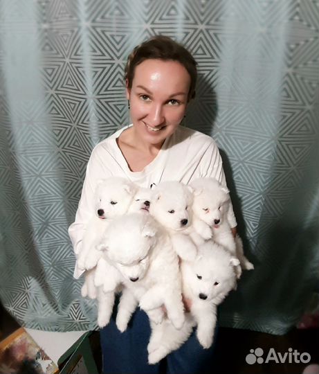 Самоедская лайка щенки