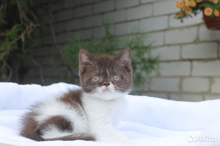 Шикарные Британцы