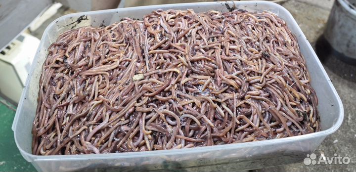 Наживка, червь (dendrоbenа vеnеta), опарыш