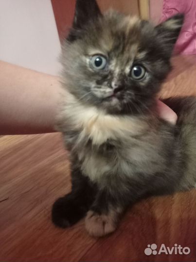 Котёночек девочка ищет семью